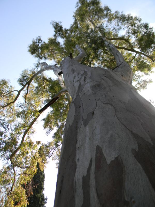 Eucalitto ai Giardini Botanici Hanbury di Capo Mortola, Ventimiglia