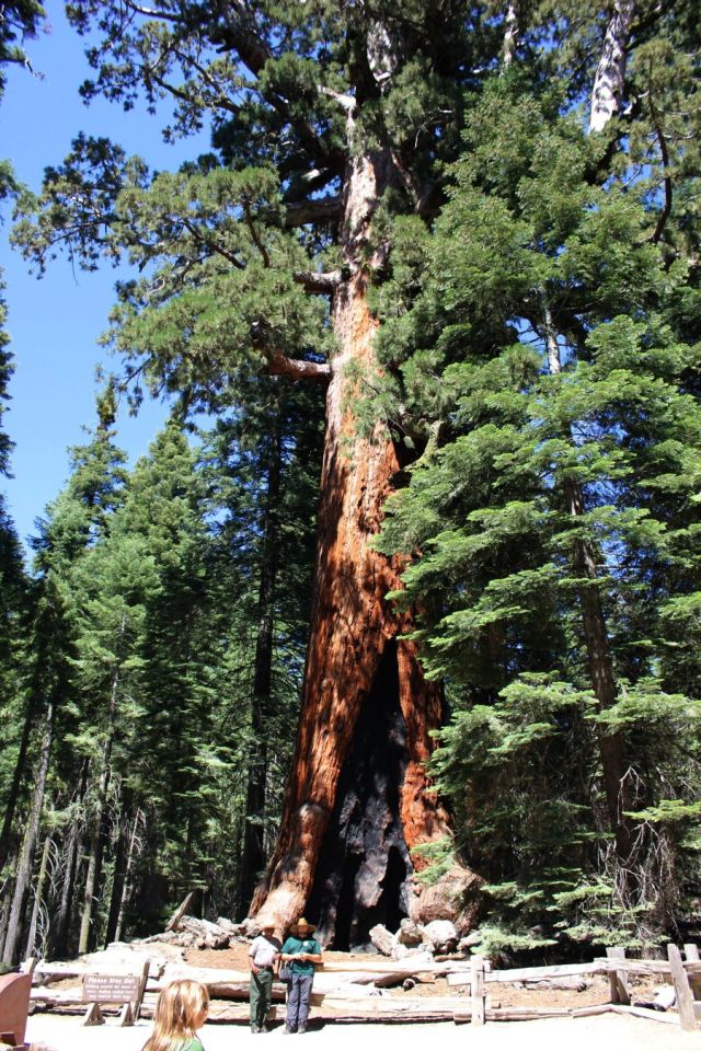 fratus_grizzlygiant_2013_redux