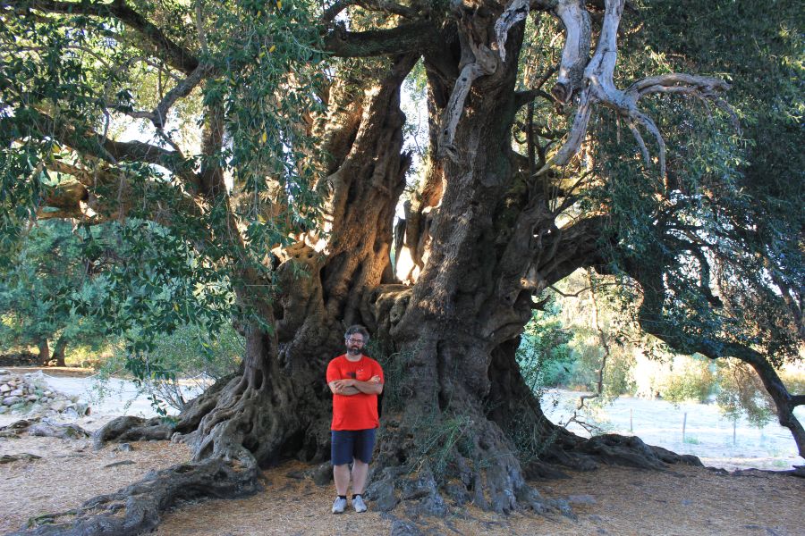 fratus_olivastroluras_2013