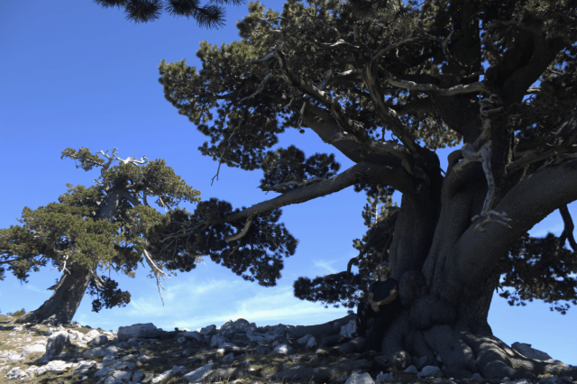 fratus_pollino_a_redux