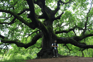 fratus_querciadipinocchio_2013_redux