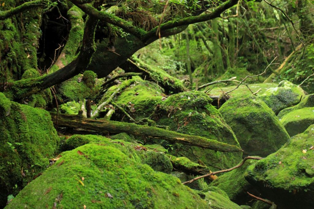 L’isola-foresta di Yakushima