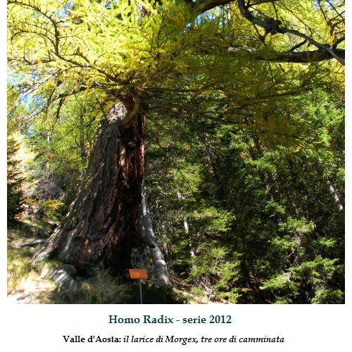 Homo Radix, lungo il sentiero che conduce al larice millenario di Morgex, Valle d'Aosta