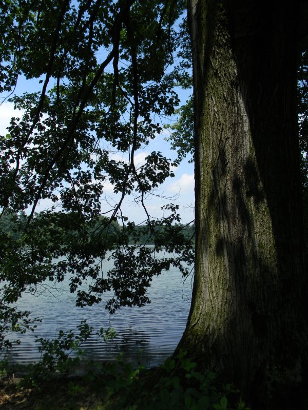 La quercia rossa secolare sul bordo del lago, Parco La Mandria