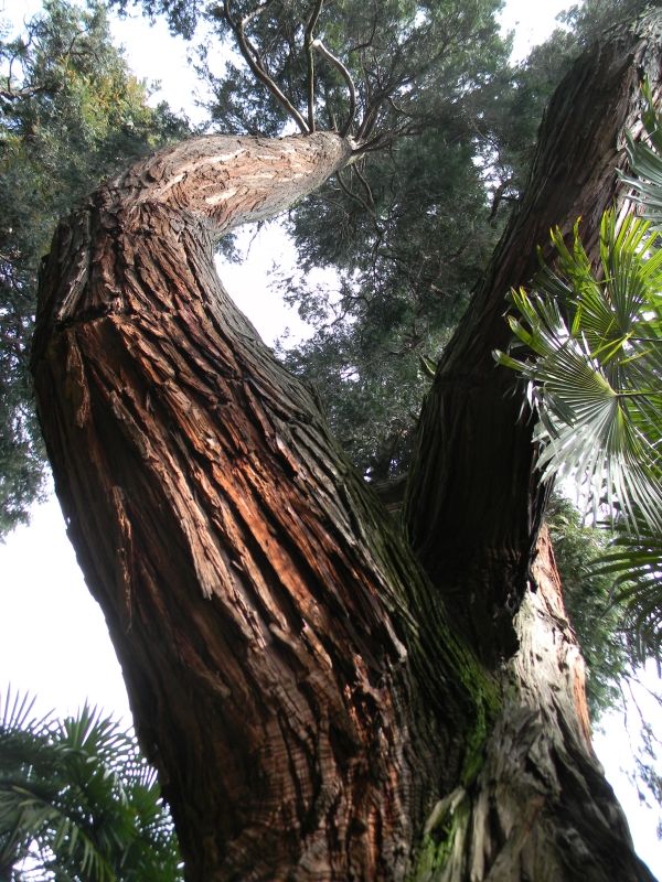 Le bocche di legno - Calocedro ultrasecolare a Meina, Parco di Villa Faraggiana