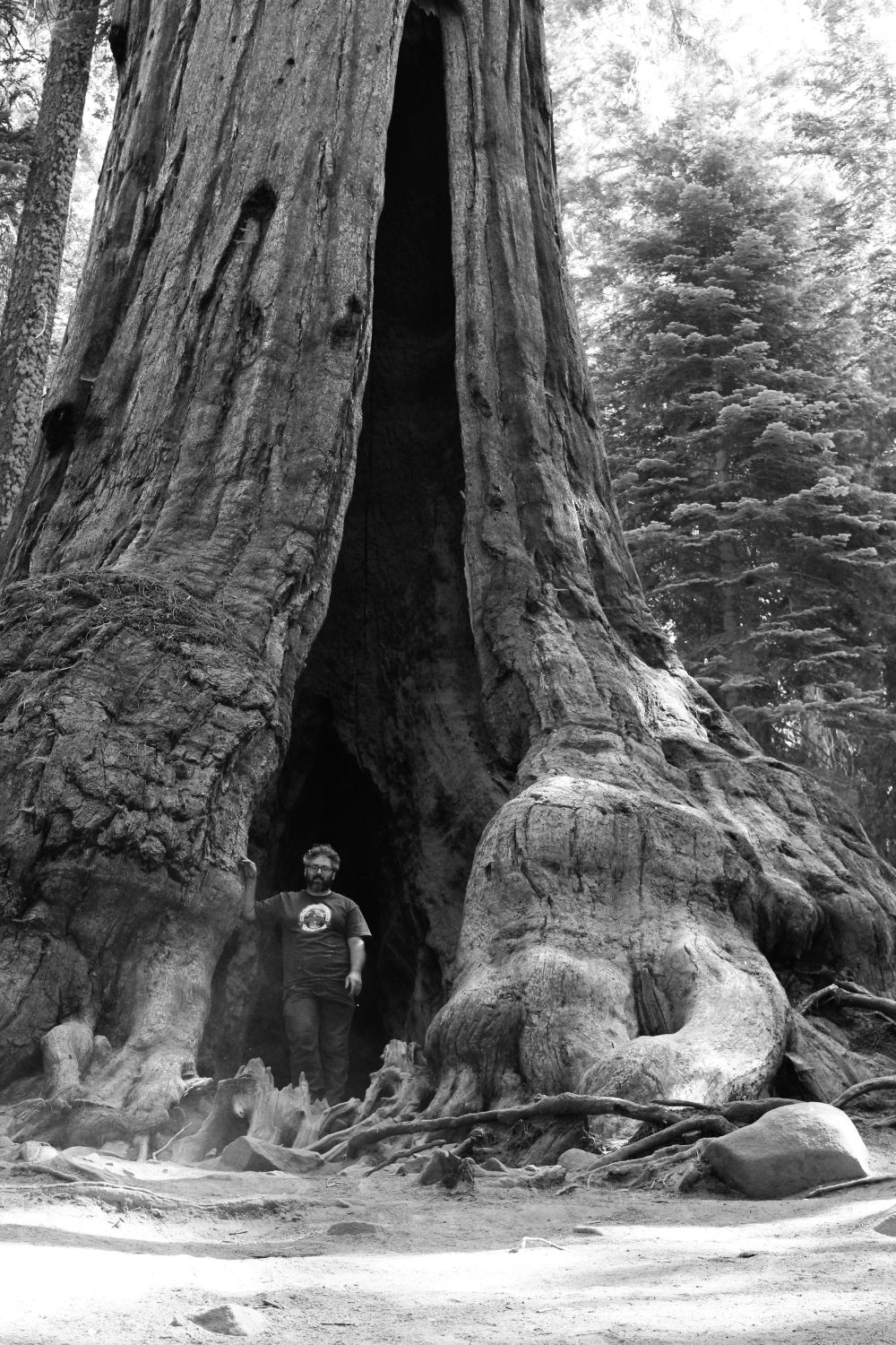 Nominare una sequoia: Big Mother Bear al Lost Grove