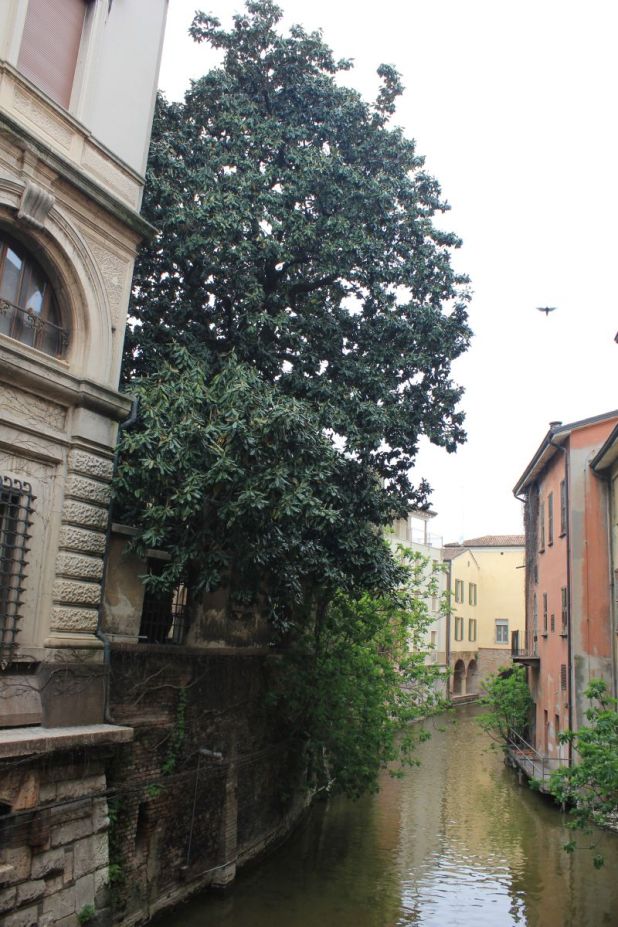 mantuaitinerario_magnolia_fratus_2013