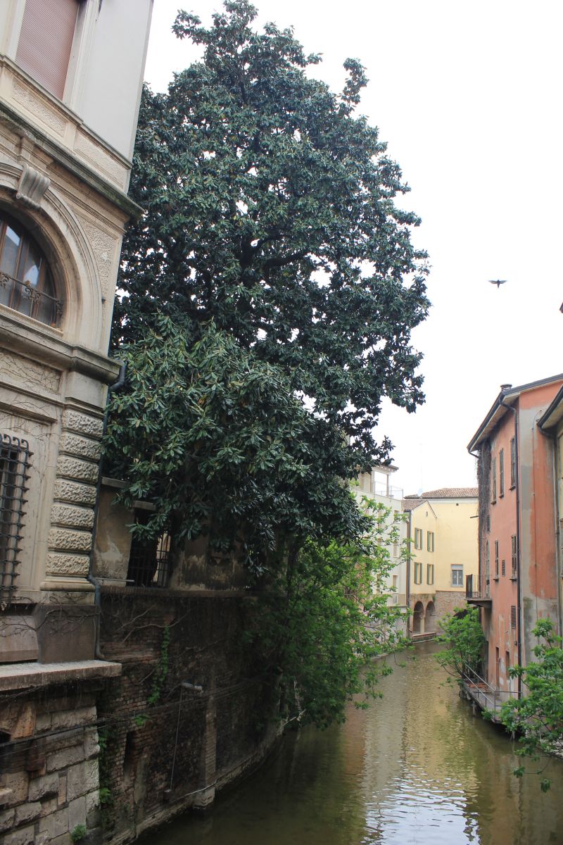 Consapevolezza verde