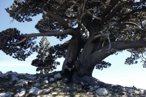 pollino_fratus_idra_giardinodeglidei_2014_giove_redux