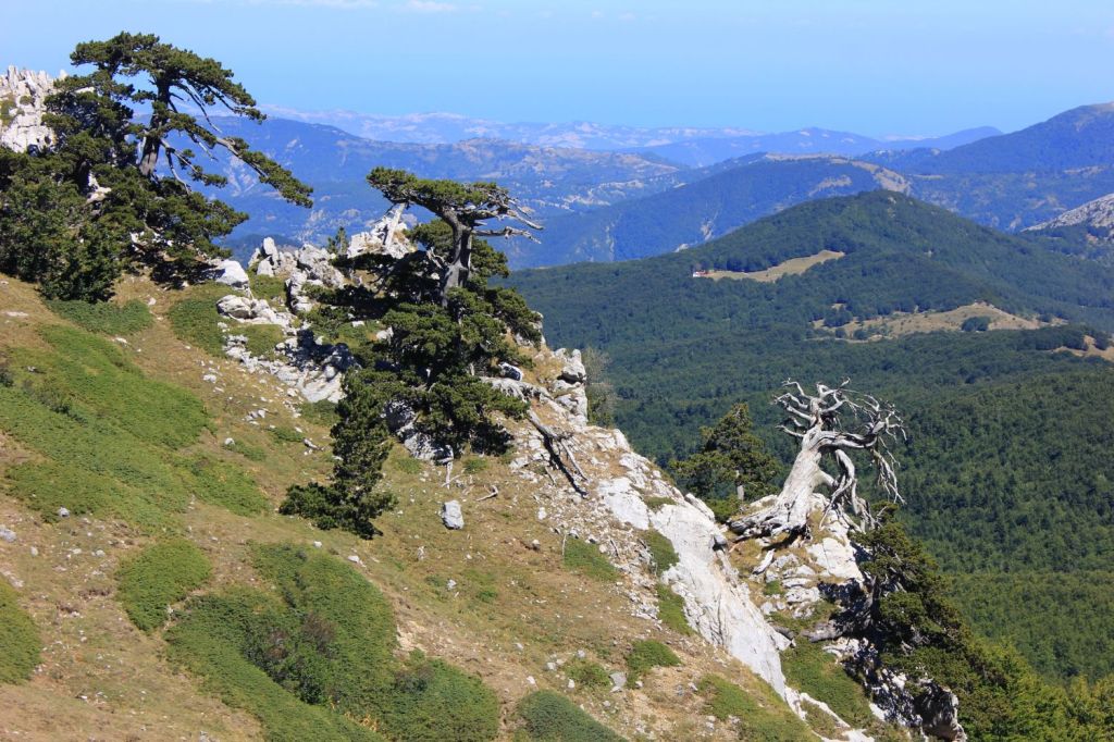 I pini loricati del&nbsp;Pollino