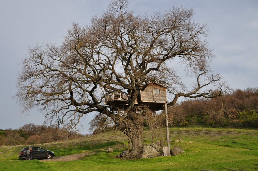 La quercia di Arlena di Castro, ovvero la casa sull'albero (in basso a sinistra Valido Capodarca)
