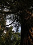 Giona delle sequoie - Toscana, Parco di Villa Sammezzano a Reggello, l'unica sequoia gigante