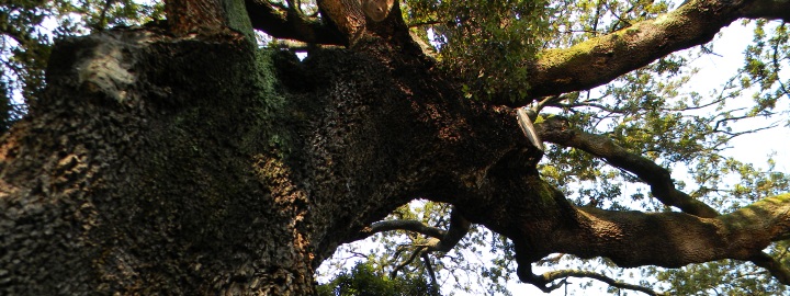 Roma, il grande leccio plurisecolare del parco di Villa Borghese - fotografato dall'Homo Radix