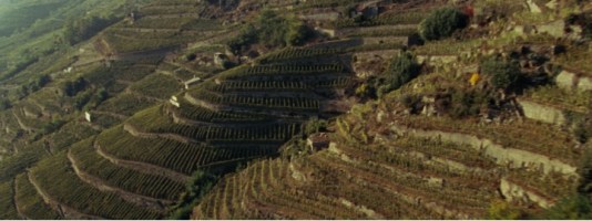 Rupi del vino - Le vigne terrazzate della Valtellina