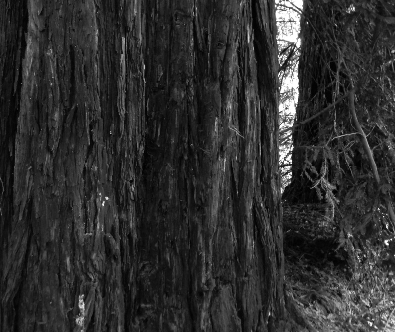 Homo Radix, Giona delle Sequoie, Terre di Grandi Alberi - Le sequoie messe a dimora nel 1850 nel parco di Villa Serra