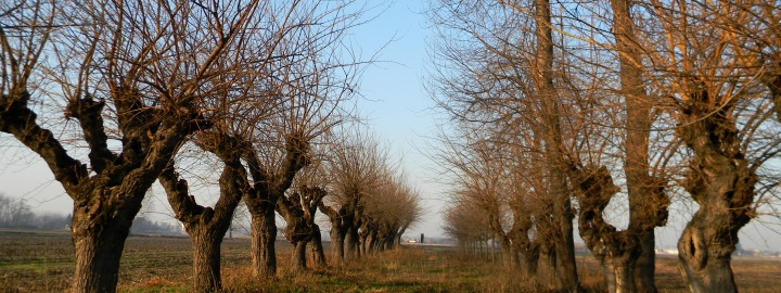I due filari del gelseto del XIX secolo nelle campagne di Cameri (NO)