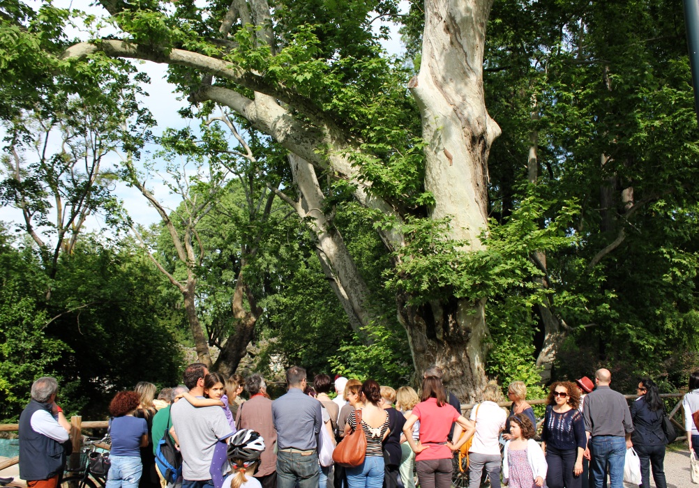 Passeggiata d'autore a Milano - Giornata "L'alber de Milan", 12 maggio 2012 - Fermata sotto le fronde del grande platano