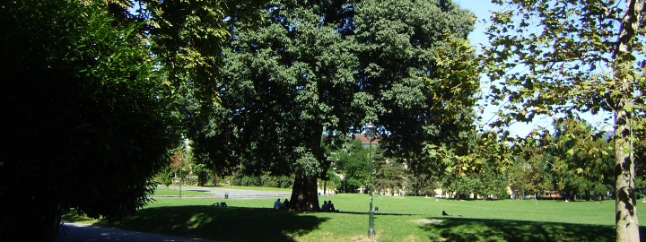 Parco del Valentino - Alberografia scolastica