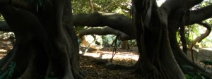 Itinerari per cercatori di alberi in terra di Sardegna - I due ficus gemelli dell'Orto Botanico di Cagliari