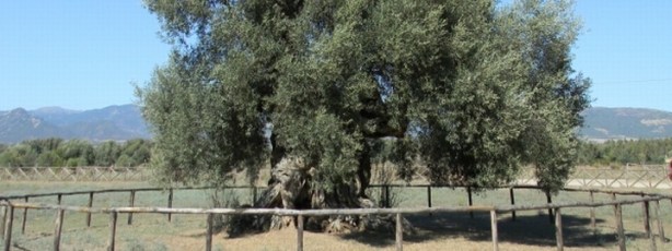Itinerari per cercatori di alberi in terra di Sardegna - Sa Reina, l'ulivo regina di S'Ortu Mannu
