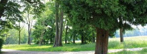 La zelcova monumentale del Parco Reale del castello di Racconigi - Il grande albero sbuca nel parco