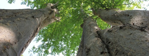 La zelcova monumentale del Parco Reale del castello di Racconigi - Visione dal basso