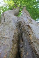 La zelcova monumentale del Parco Reale del castello di Racconigi - Progressione a diapason di una delle due crescite