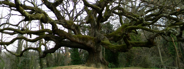 Clorofilla di venerdì 8 giugno 2012 - La quercia di Pinocchio a Capannori