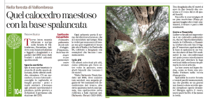 arboretivallombrosa_fratus