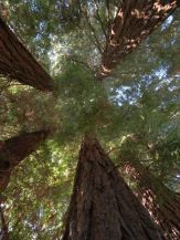 Sequoie secolari del nord-ovest d'Italia - Pollone, Riserva Naturale del Parco Burcina