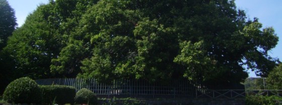 Il Castagno dei Cento Cavalli di Sant'Alfio, in Sicilia