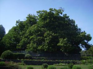 Millenari d'Italia - Sicilia, Castagno dei Cento Cavalli a Sant'Alfio