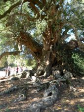 Millenari d'Italia - Sardegna, Olivastro di Luras