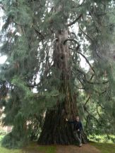 Sequoie secolari del nord-ovest d'Italia - Bee, parco di Villa Wuhrer