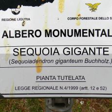 Itinerari per Cercatori di Sequoie Secolari - Cartello della Regione Liguria, Albero Monumentale