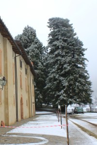 aprigliano_sequoie_fratus_2013_b