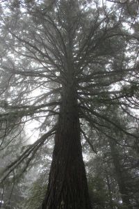 aprigliano_sequoie_fratus_2013_c