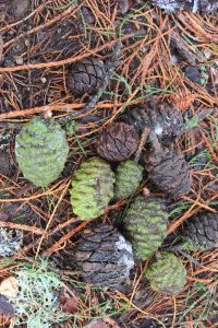 aprigliano_sequoie_fratus_2013_d