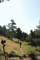 Visita al Bosco dell'Allevé - Lungo un sentiero