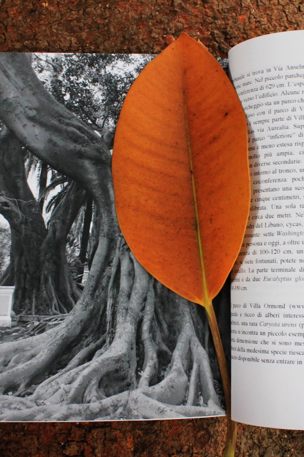 Scatti ai piedi del Ficus monumentale del Museo Bicknell - Tributo ai ficus di Sanremo