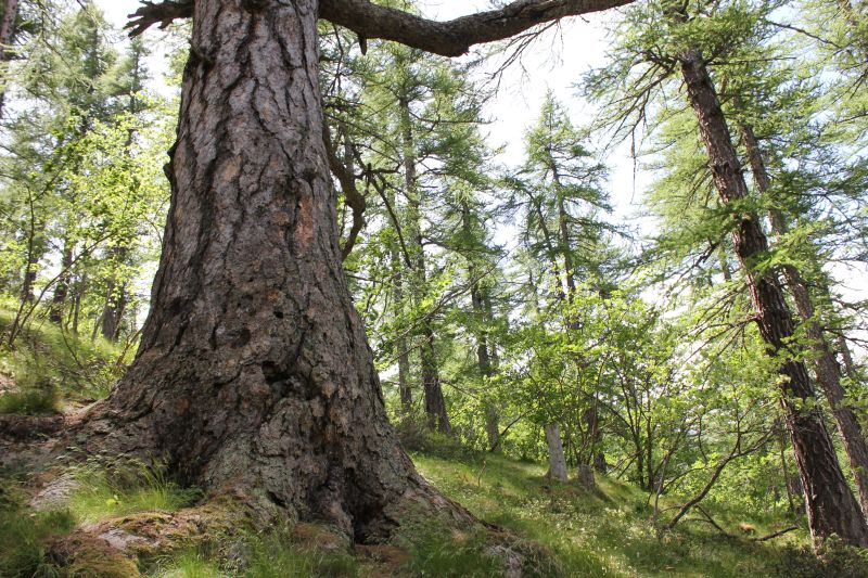 Silvario, definizione