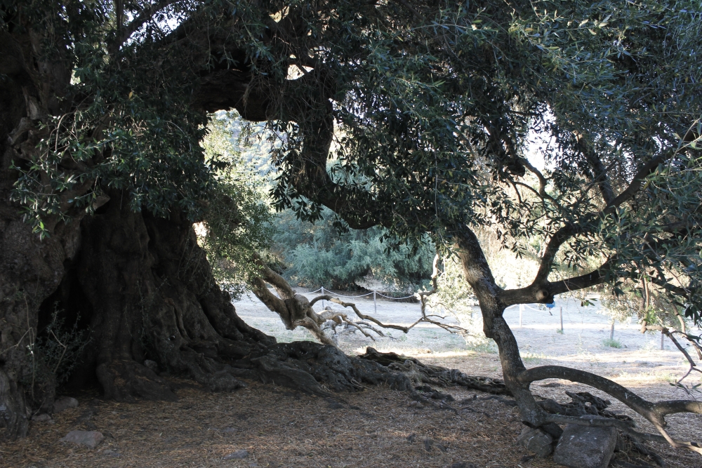 The Wild Olive Tree in Luras, more than 3000 years old!