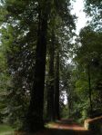 Giona delle sequoie - Viale a sequoie salendo al Castello di Sammezzano, Reggello (FI)