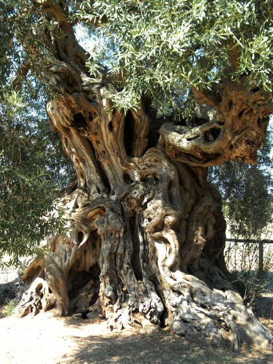 ulivo_villamassargia_sardegna