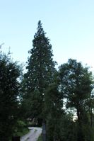 Sequoie del Trentino Alto Adige - Maso Laitachof, Salorno, l'albero visto dalla strada comunale
