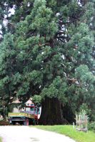 Sequoie del Trentino Alto Adige - Maso Laitachof, Salorno, un trattorino ai piedi dell'albero