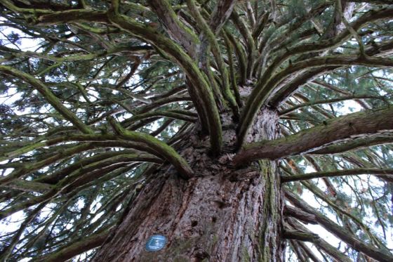 Sequoie del Trentino Alto Adige - Maso Laitachof, Salorno, la maggiore sequoia della regione