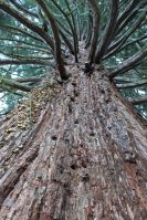 Sequoie del Trentino Alto Adige - Maso Laitachof, Salorno, l'architettura possente del monumento naturale