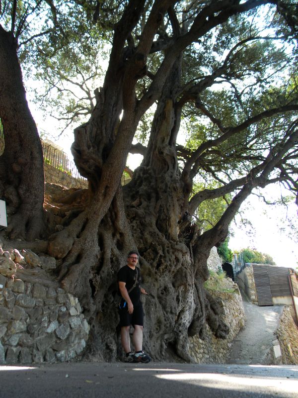 Ulivo bimillenare di Roquebrune - L'Homo Radix ai piedi del grande albero francese