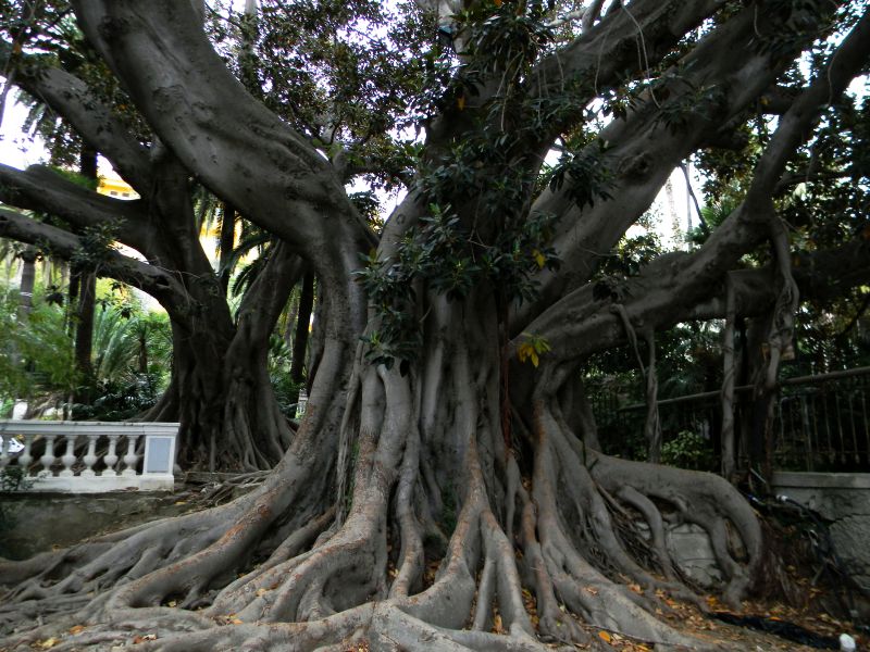 Atto di dendrosofia a&nbsp;Sanremo